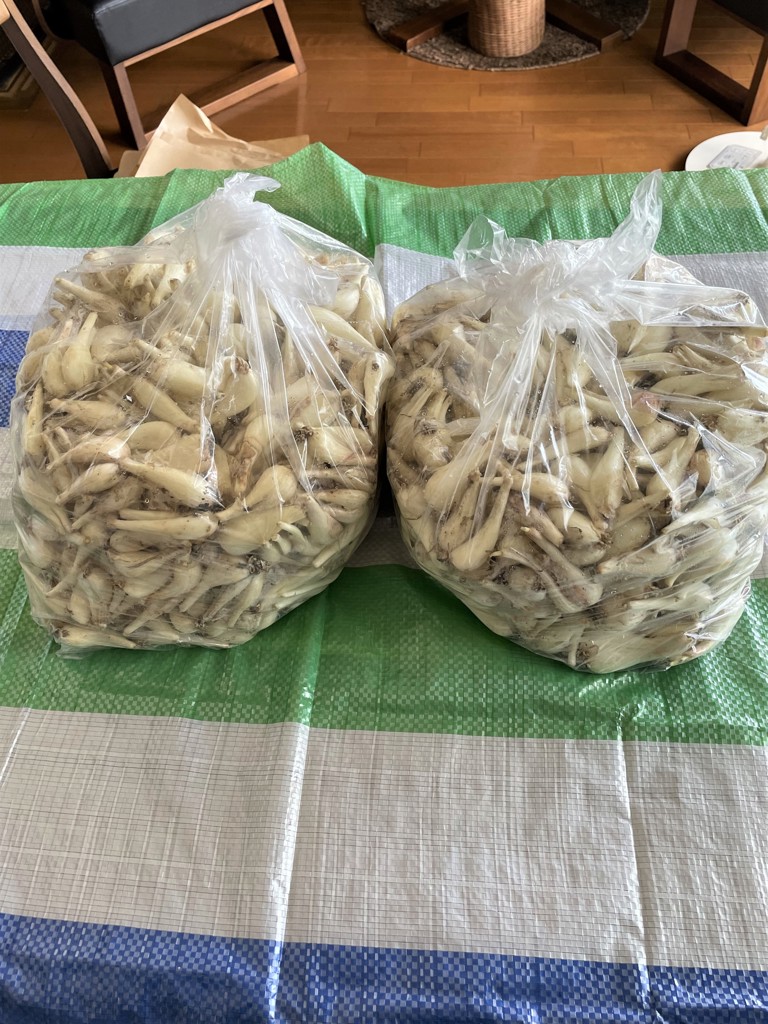 砂丘地らっきょう5kg(土付き): JA鹿児島県経済連 鹿児島の味