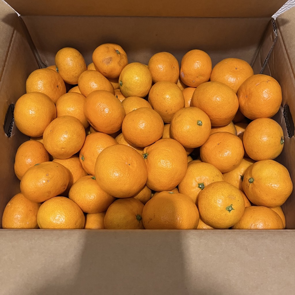 大西農園 みかん（約10kg）S,M,Lサイズ混合: めっけもん広場|【JA