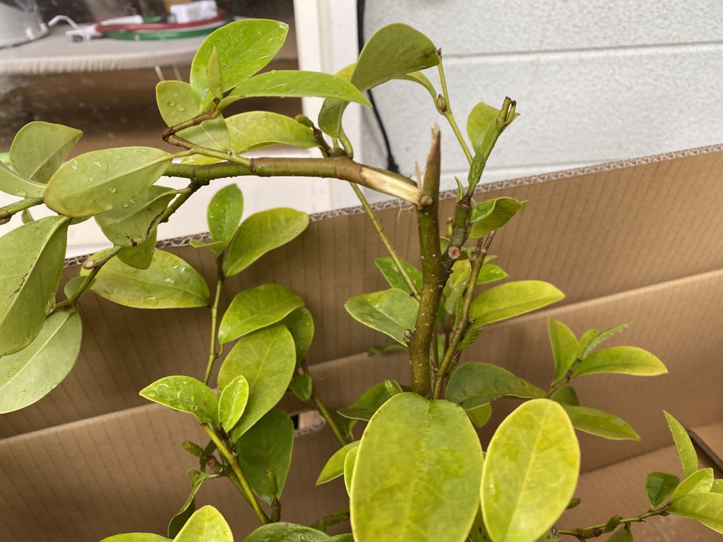 ✴️ 春と秋の2回咲く！✴️ 2期咲きカラタネオガタマ ✴️ 甘い香り ✴️ ○ カラタネオガタマ 2本: にじ農業協同組合|【JAタウン】産地