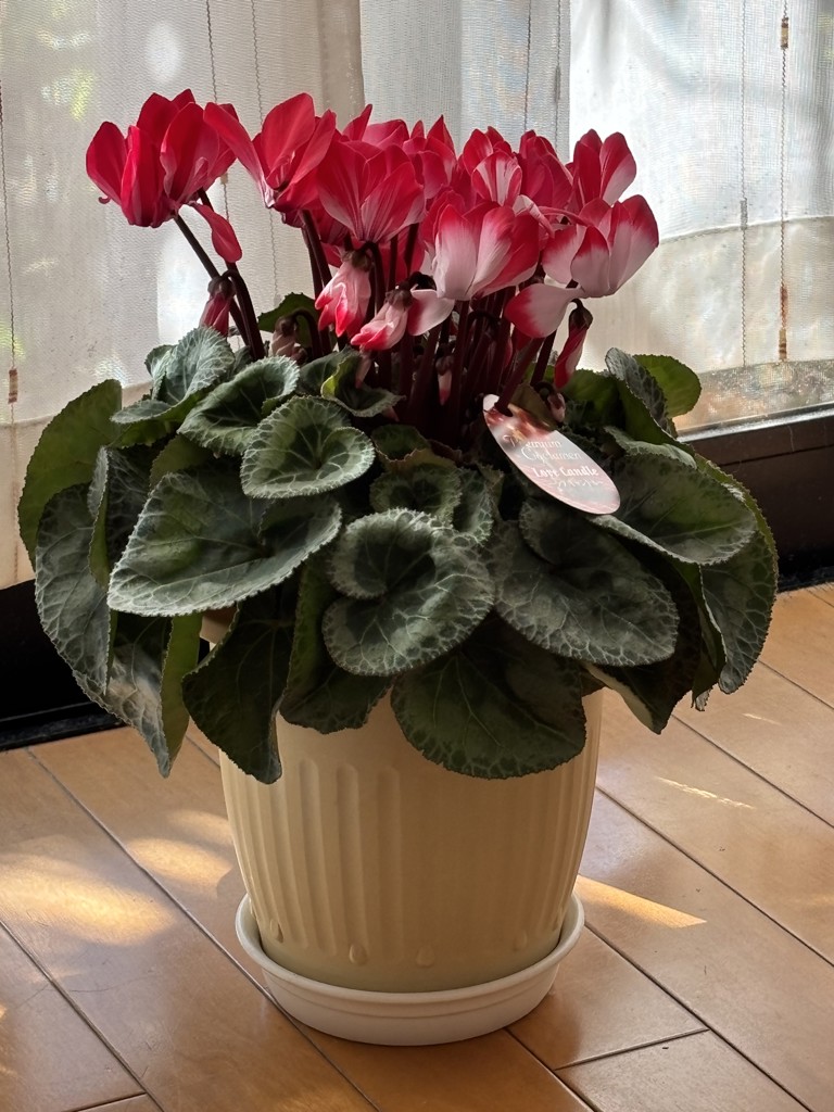 生産者応援送料負担なし！】みずほ育ちのシクラメン 6号鉢 色おまかせ