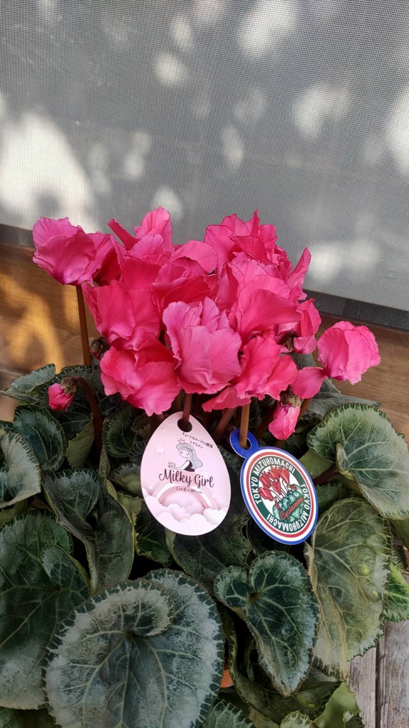 生産者応援送料負担なし！】みずほ育ちのシクラメン 6号鉢 色おまかせ