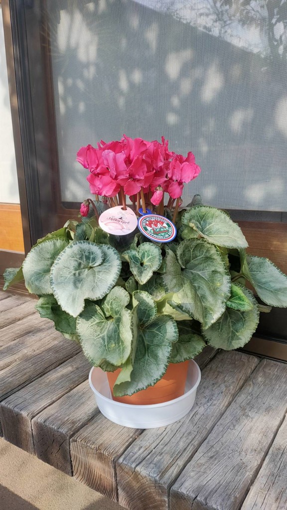 生産者応援送料負担なし！】みずほ育ちのシクラメン 6号鉢 色おまかせ