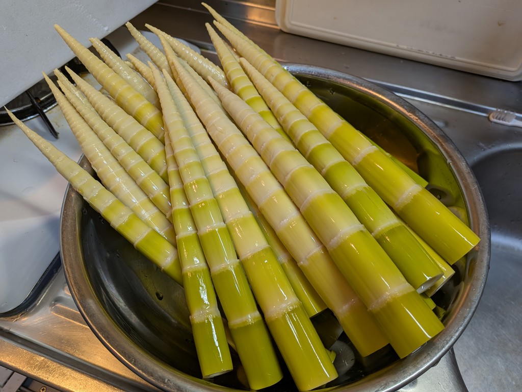 四方竹 約2kg（約60本～80本）※10月中旬～順次発送予定: とさのさと