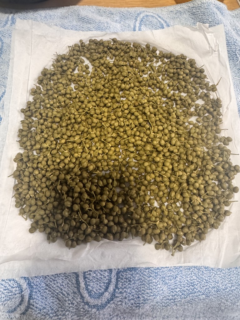 予約】期間限定・朝倉さんしょ（実山椒）1kg 【5月中旬～6月上旬発送