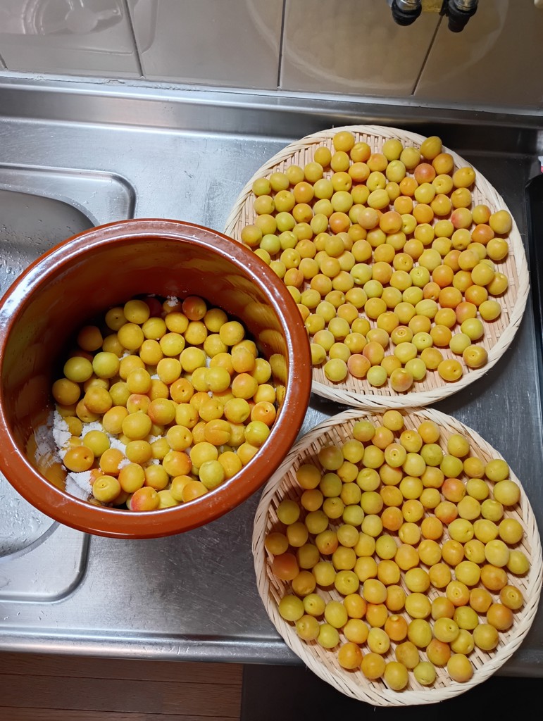 五ヶ所小梅 約5kg 3L(22mm-25mm) JA伊勢 【配送日指定不可】: 三重の味