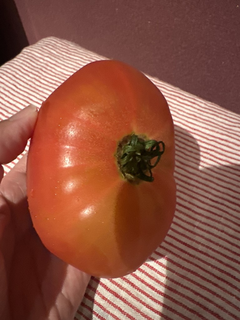 アグリンフレッシュ 匠技サンロードトマト 1箱×約1.4kg(5-6玉): 全農