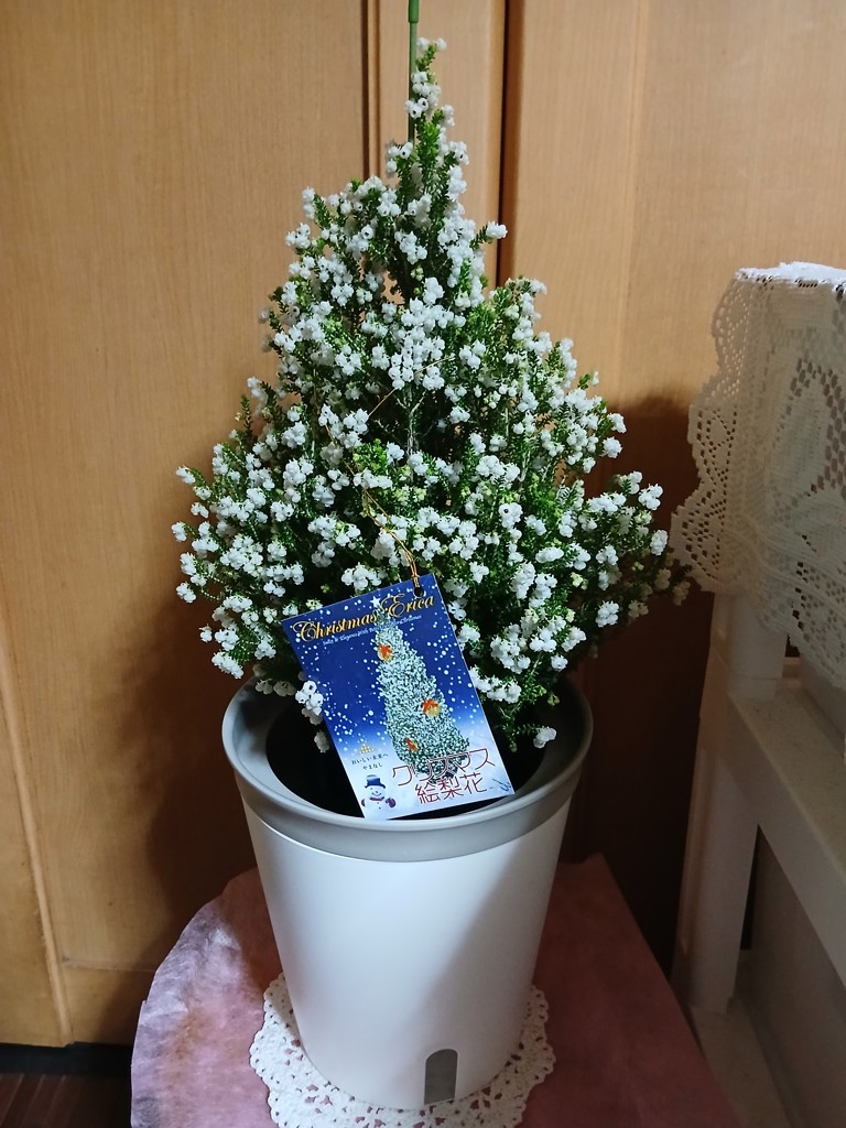 クリスマス】クリスマスエリカ 4号鉢 12月上中旬頃より発送予定