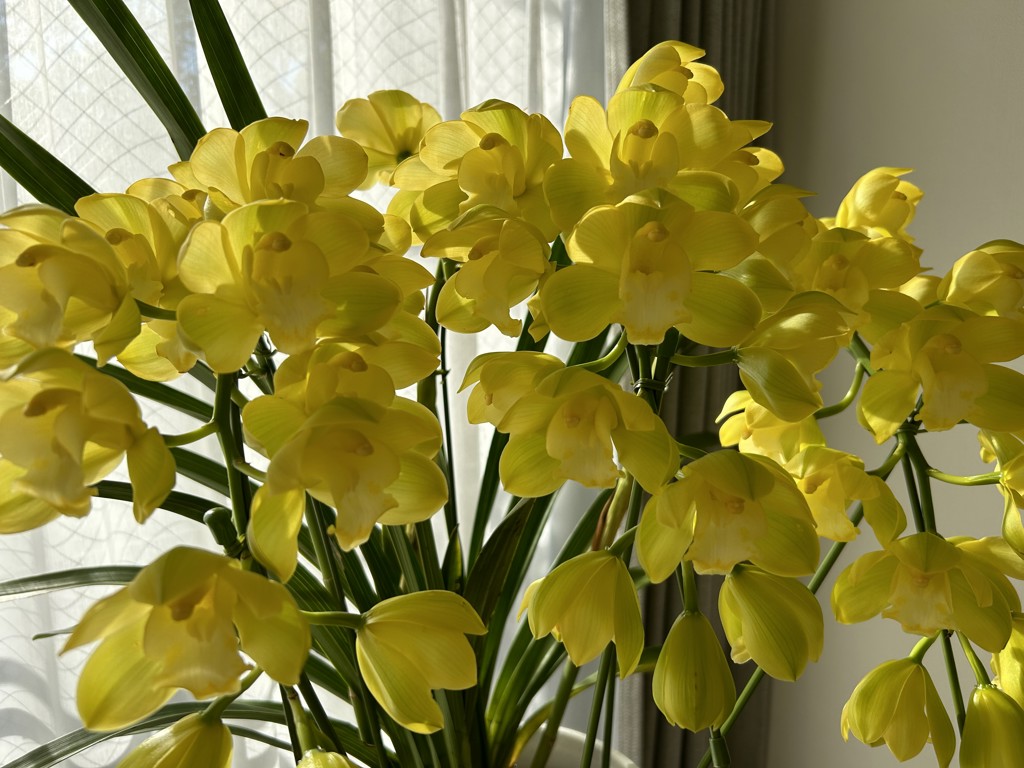 お歳暮】シンビジューム アーチ3本立黄色 (12/4～順次出荷): あいち