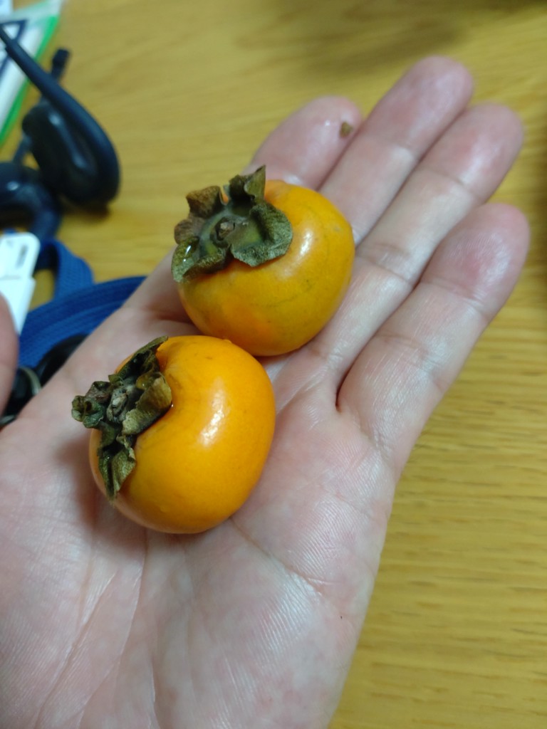 2025年分販売終了】岐阜県産「ベビーパーシモン」6P【一口サイズの希少