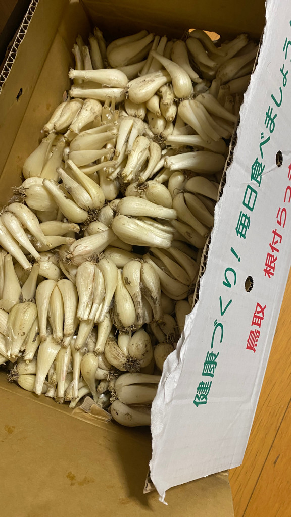 鳥取らっきょう（根付）Lサイズ 10㎏: 全農とっとり JAタウン店