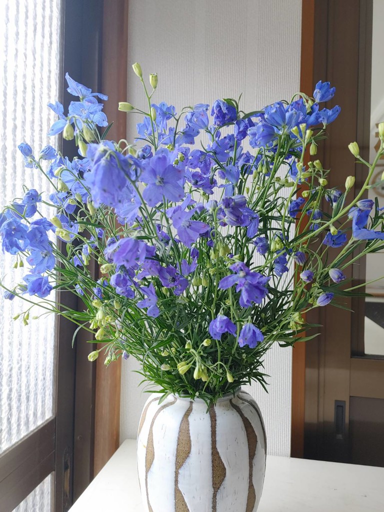 デルフィニウムスプレータイプ10本束: あいちゴコロ|【JAタウン