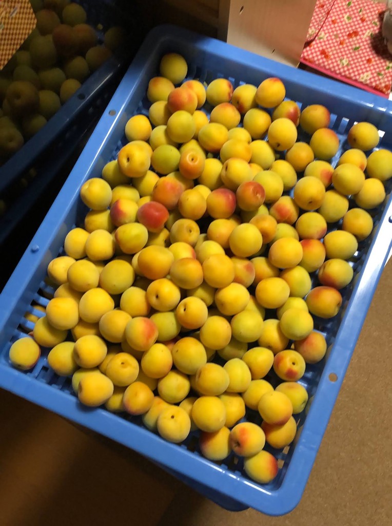 紀州小梅　最高級品　L　4kg　送料込み JA紀南 送料無料 梅干し用 紀州産小梅 2Lサイズ 約4kg 1箱