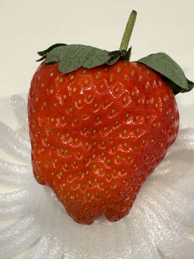 令和5年の途中まで使用】糖蜜使用の「こだわりいちご」 ひのしずく