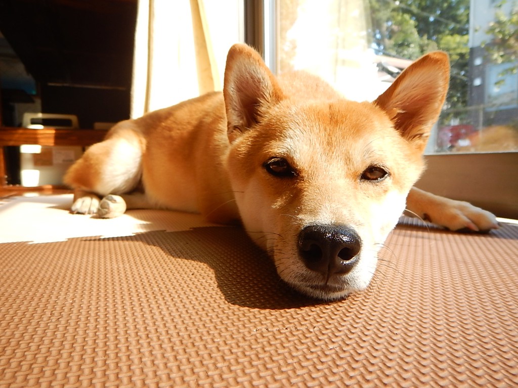 投稿写真