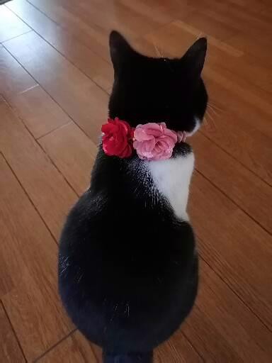 みーちゃ