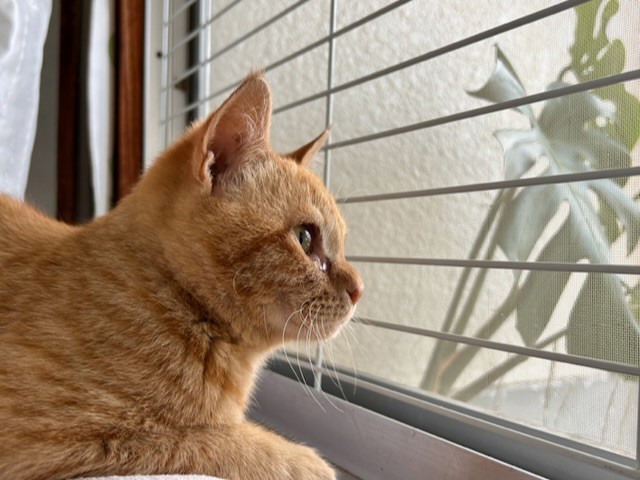 茶太郎