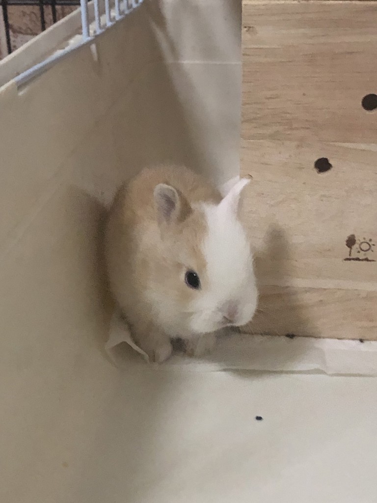 いわたん
