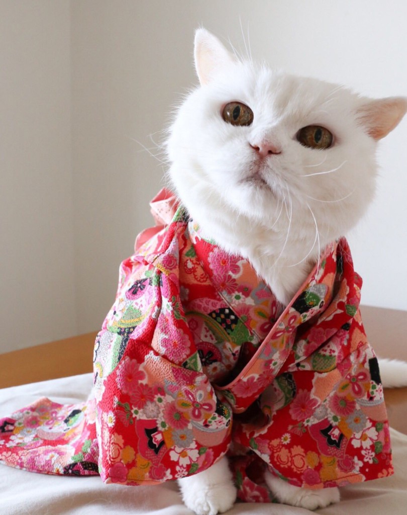 あさもも