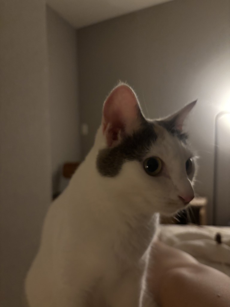 モナ