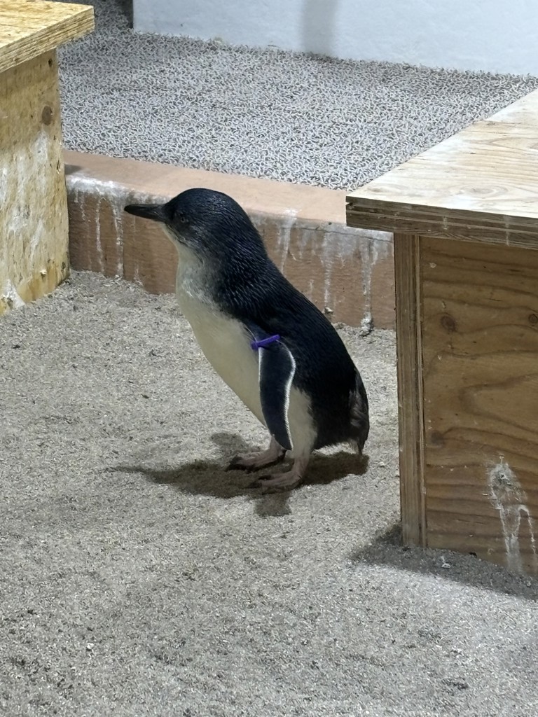なつめ