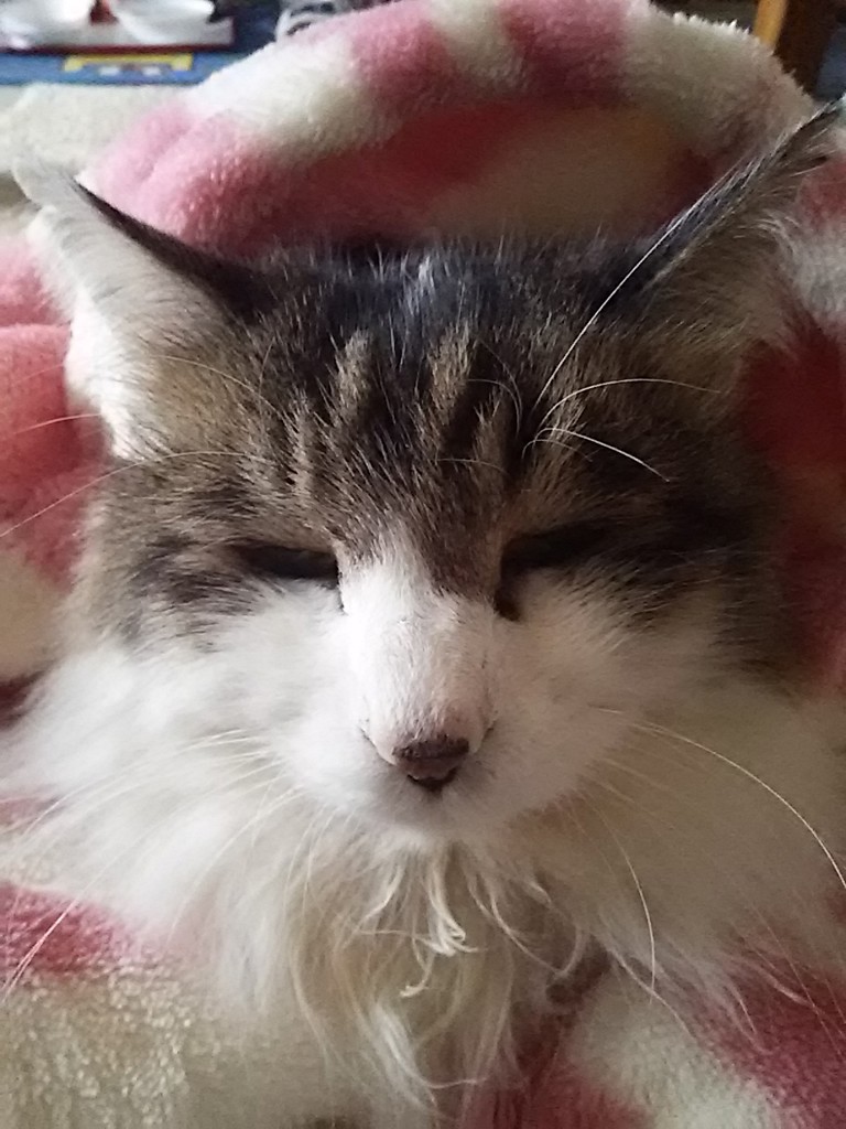ぼくねん