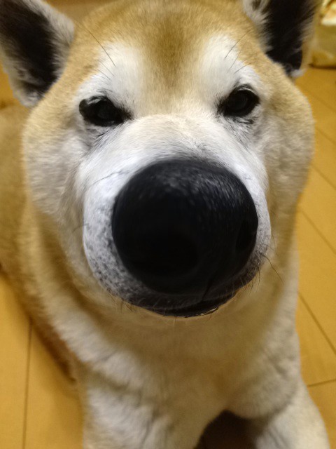Mitr