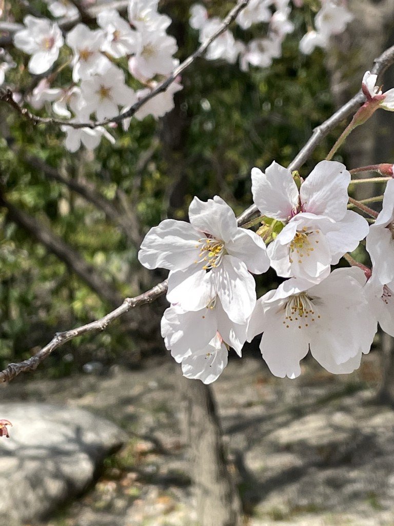 イデコ