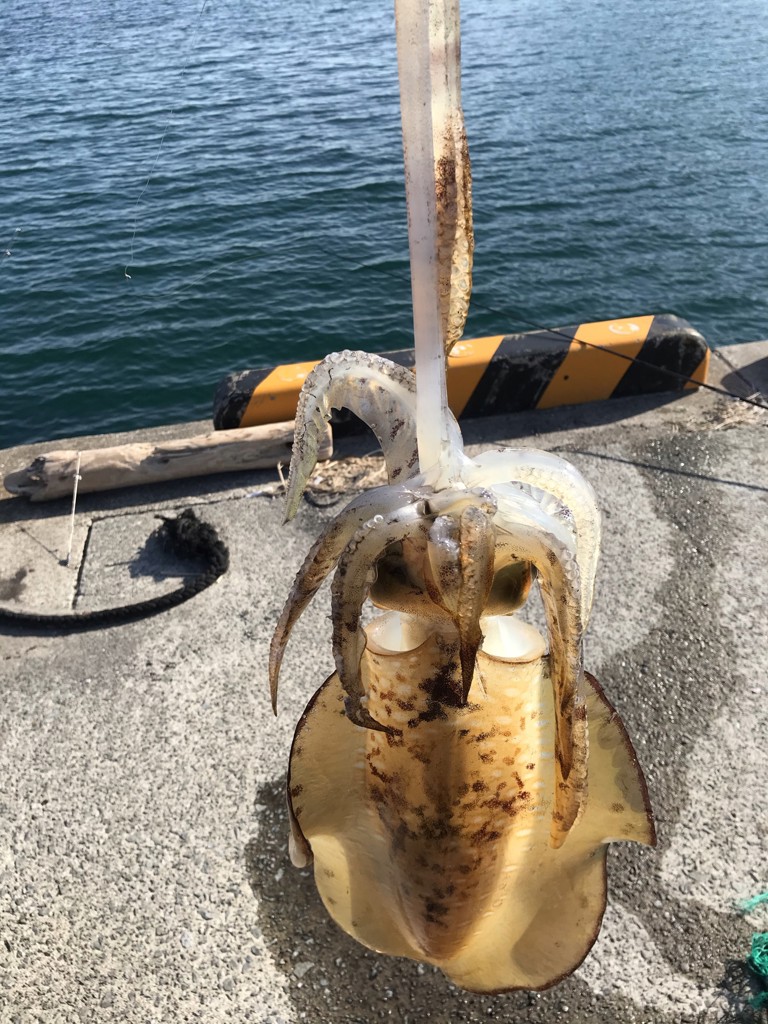 海童