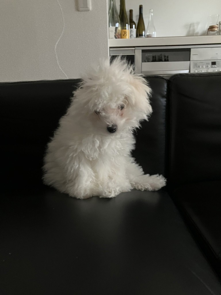 白く、柔らかな犬