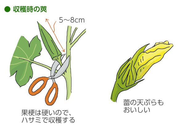 ツヨシ