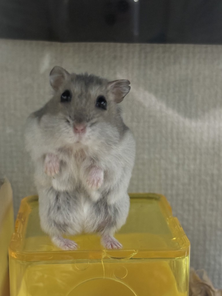 ゆん