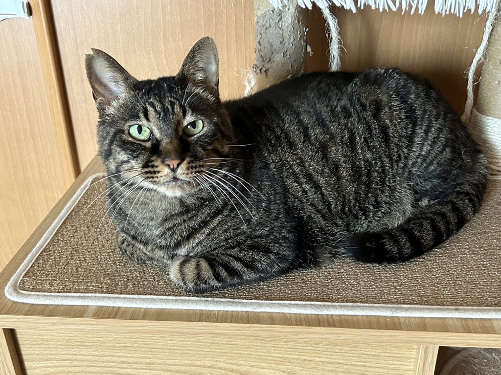 ねね