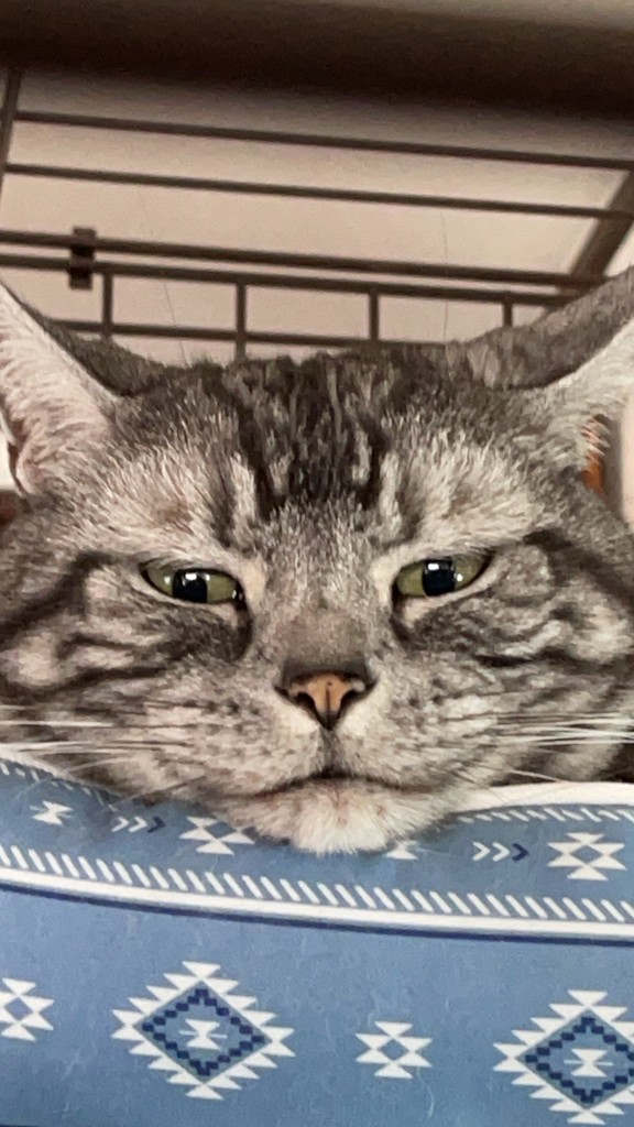 おかやどかり