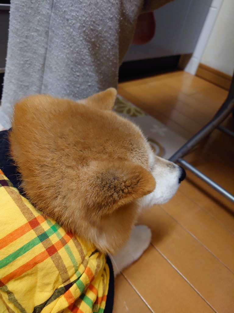 maple