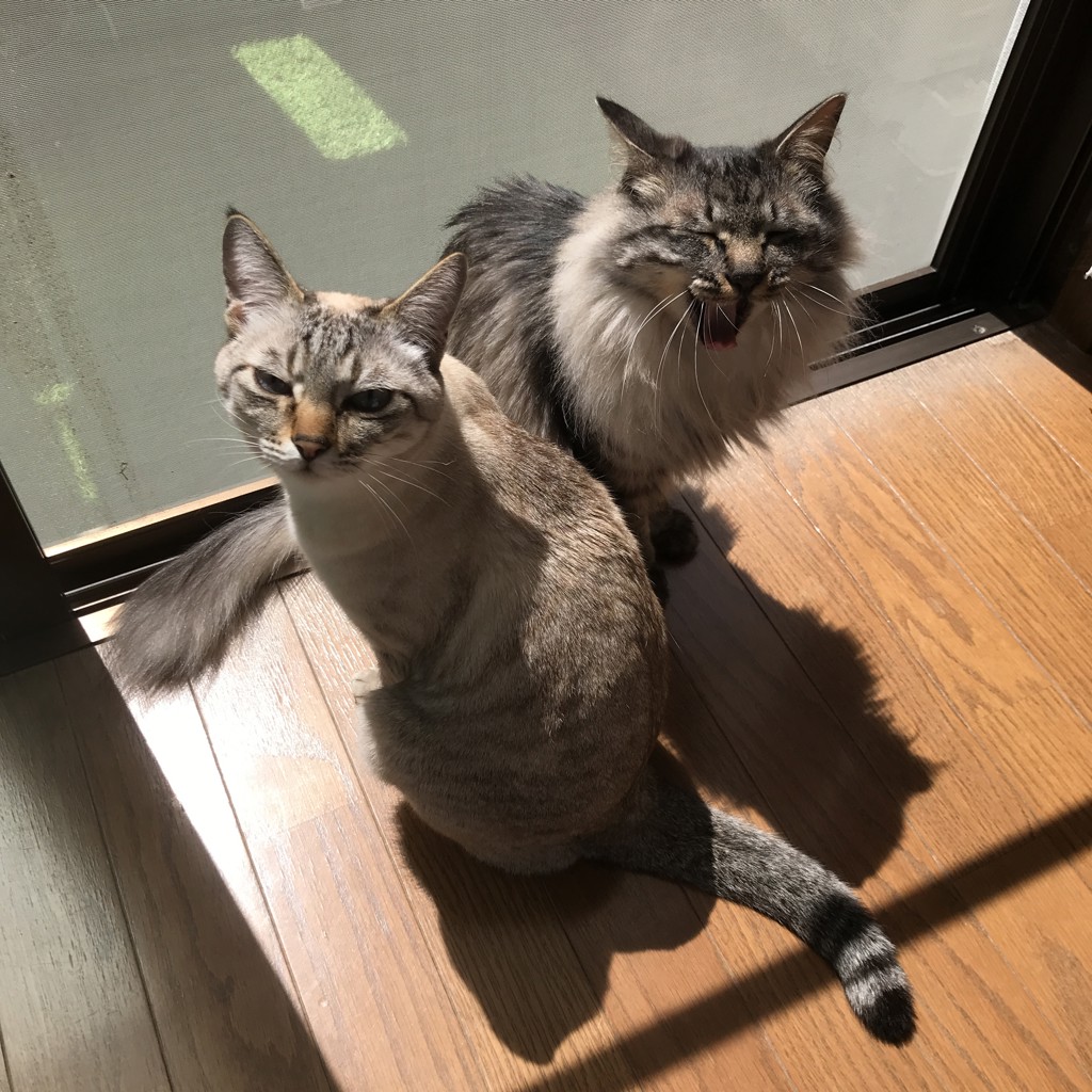 だんごむしまるめる
