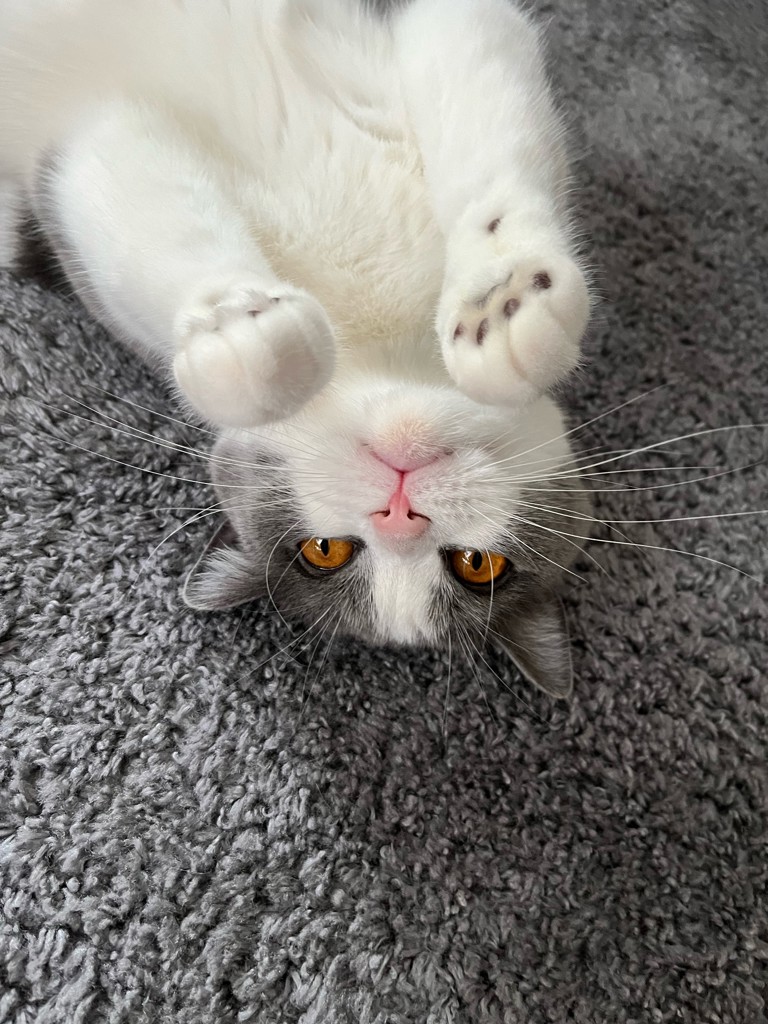 HIRO