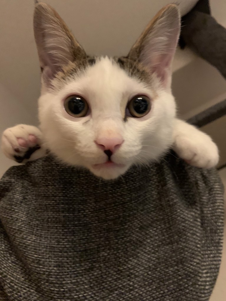あい