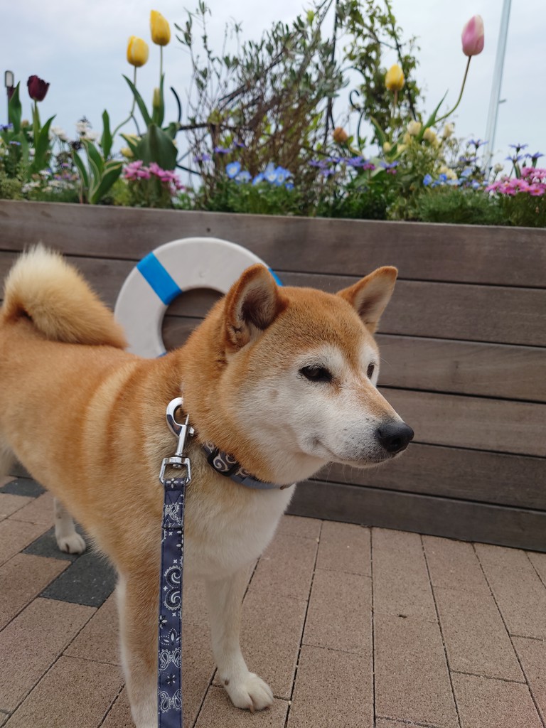きなこまま