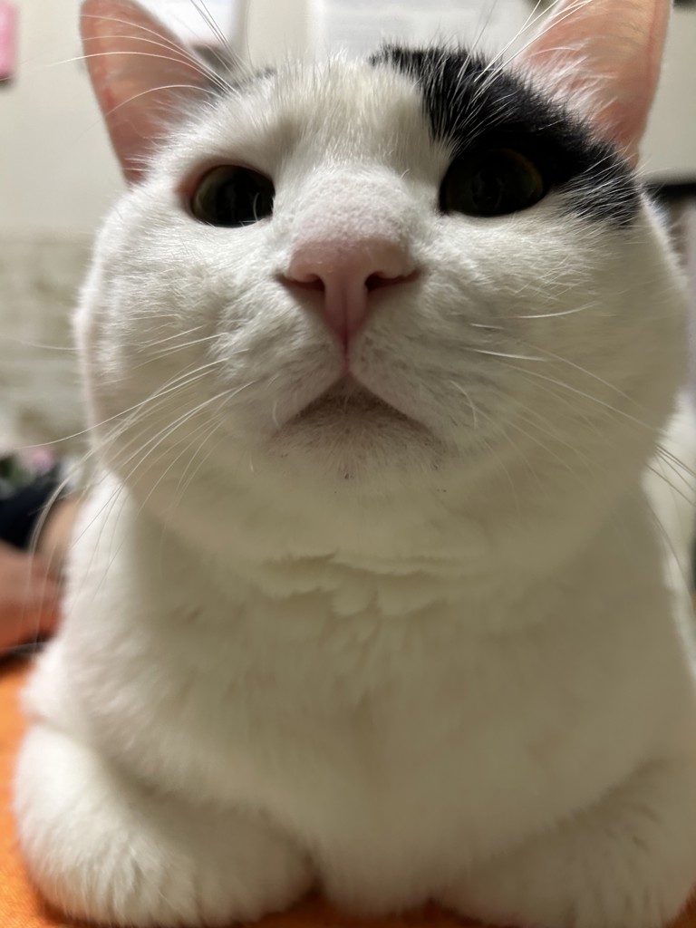 アロハ