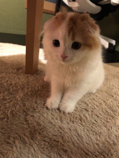 ユーザーアイコン