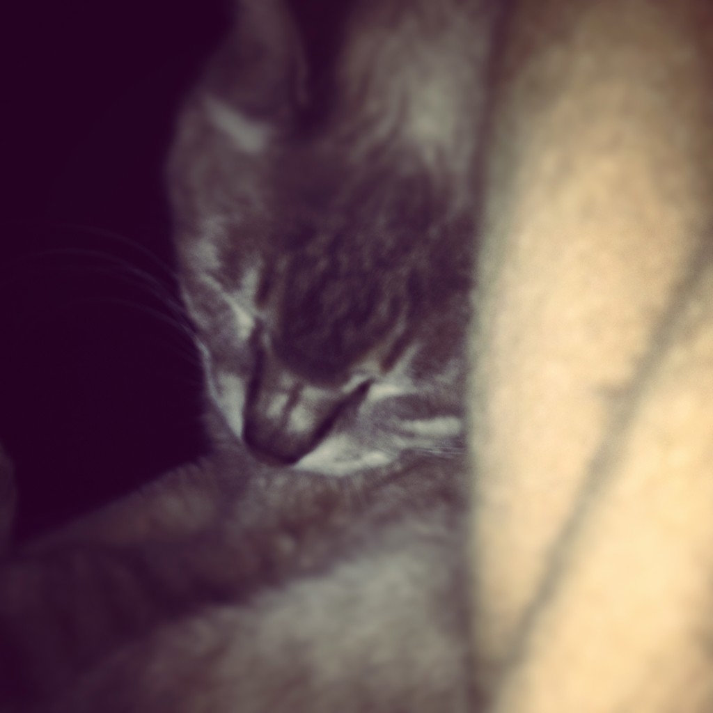 猫とワイン