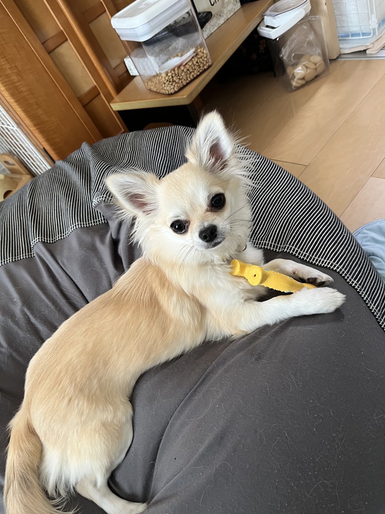 チョピマル