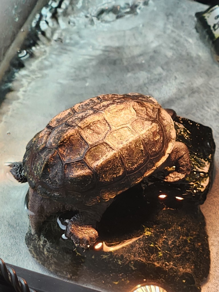 がん