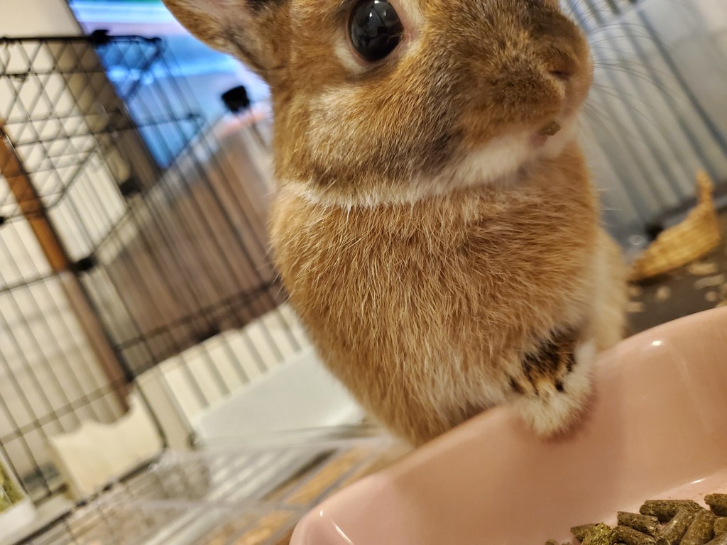 だーのーちゃん