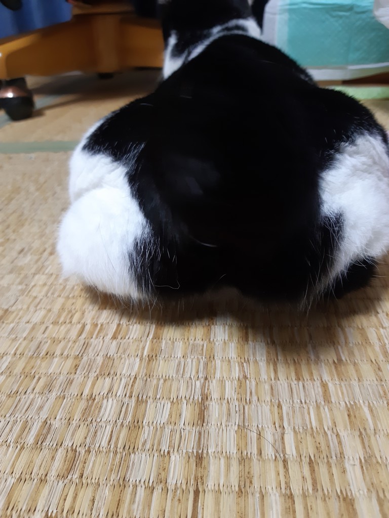 のじこ