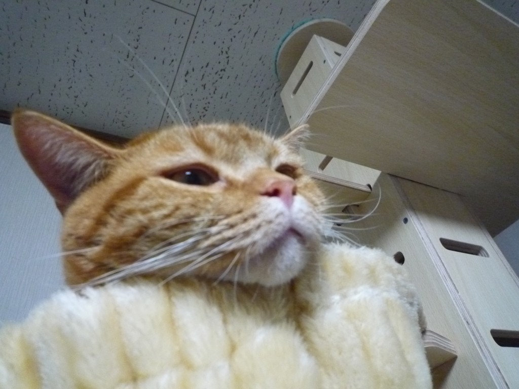 ネコバンザイ