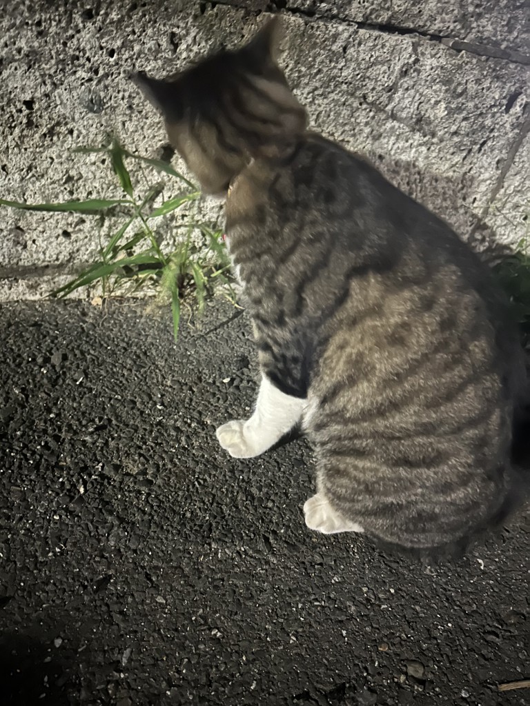 あじゃ