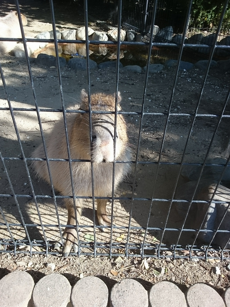 カピバラ