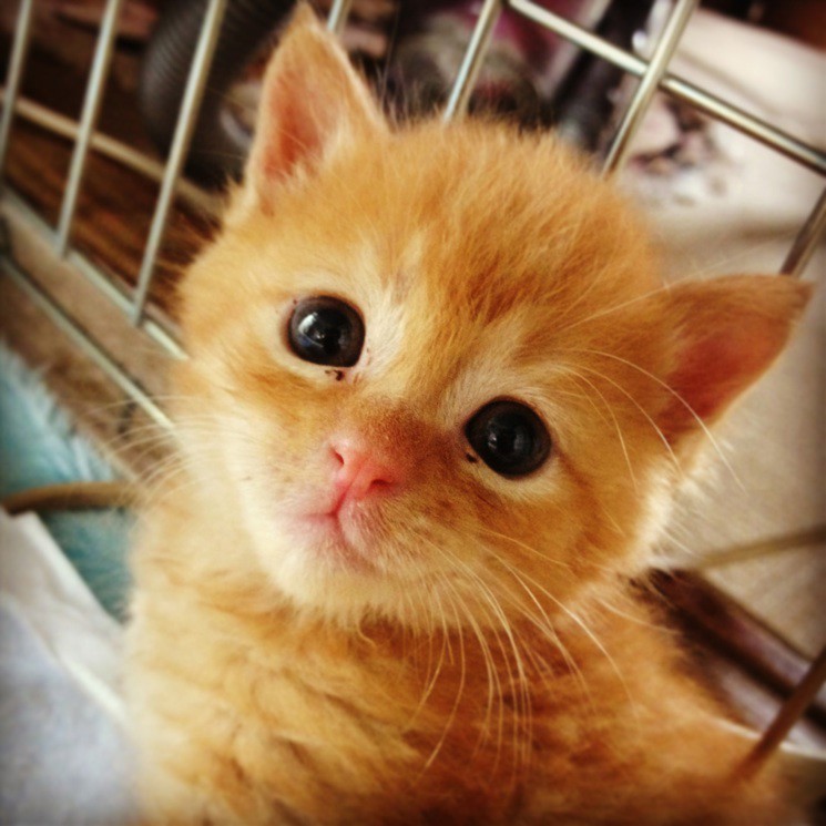 おでこ