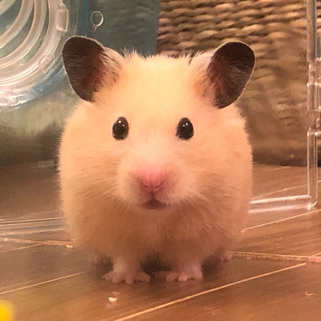 さとめぐ